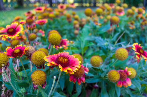 Red and yellow colorful flowers Gailardia in garden  pollination by bees  closeup