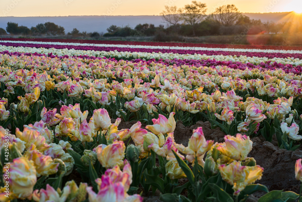 Champ de tulipes en Provence, France. Tulipes jaunes roses au premier plan. Tulipes perroquet au premier plan. Lever de soleil.