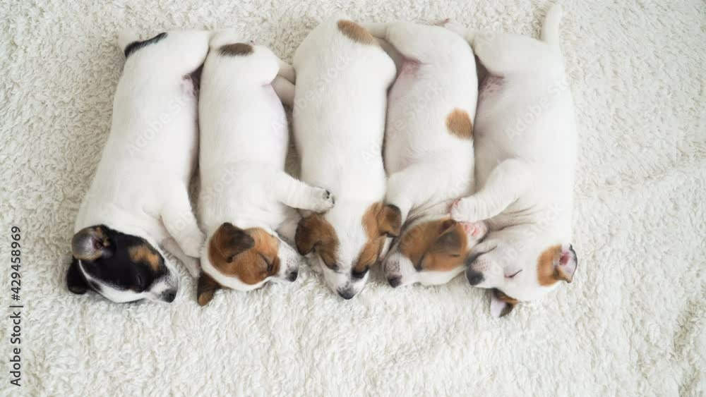 Group of newborn Puppy Sleeping Group of newborn Puppy Sleeping