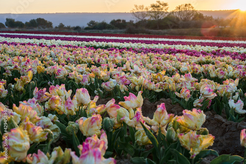 Obraz na płótnie Champ de tulipes en Provence, France. Tulipes jaunes roses au premier plan. Tulipes perroquet au premier plan. Lever de soleil. w salonie