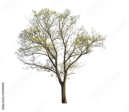 Maple tree isolated on white background  cut out tree