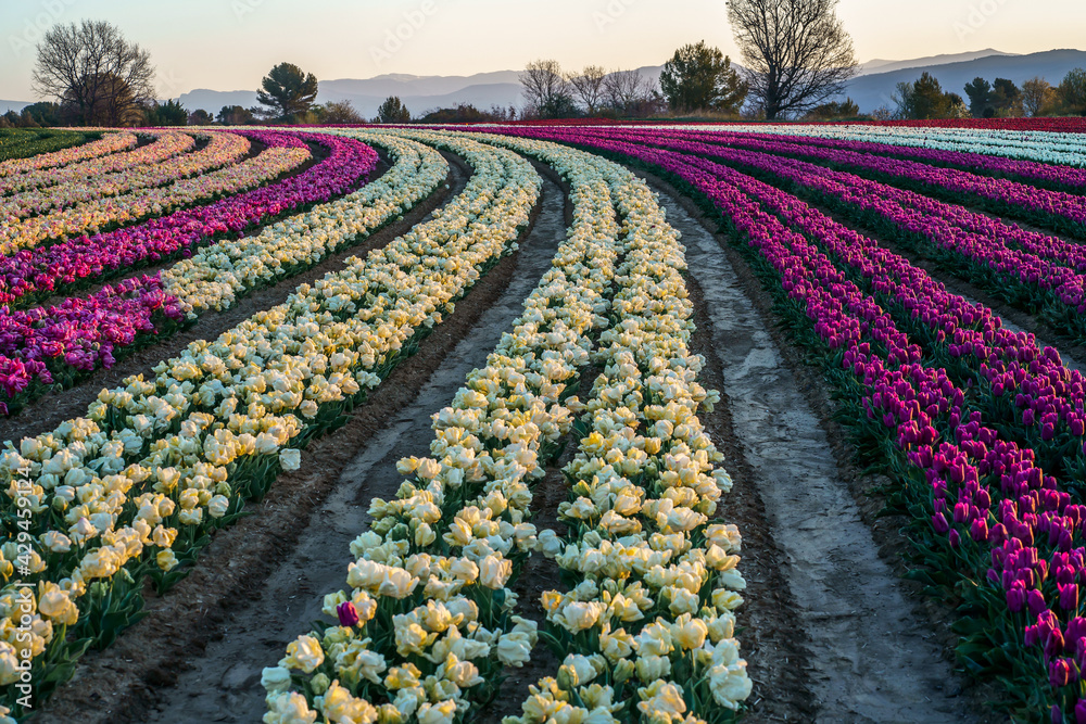 Champ de tulipes en Provence, France au printemps. Lever de soleil. Tulipes blanches, roses, violettes, rouges.