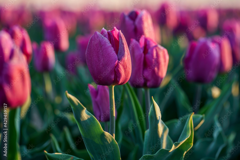 Tulipes violettes sur le champ, gros plan. Lever de soleil.