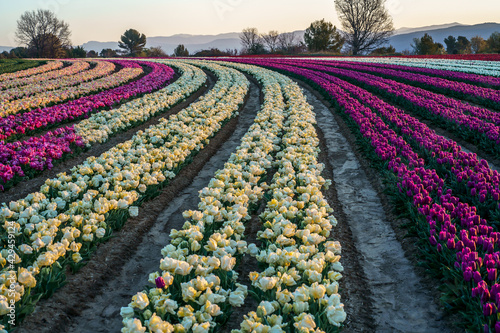 Obraz na płótnie Champ de tulipes en Provence, France au printemps. Lever de soleil. Tulipes blanches, roses, violettes, rouges. w salonie