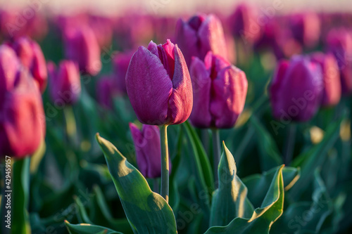 Obraz na płótnie Tulipes violettes sur le champ, gros plan. Lever de soleil. w salonie