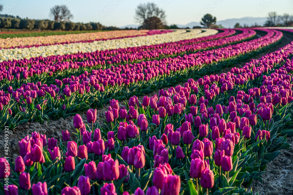 Champ de tulipes en Provence, France. Tulipes jaunes roses au premier plan. Lever de soleil.