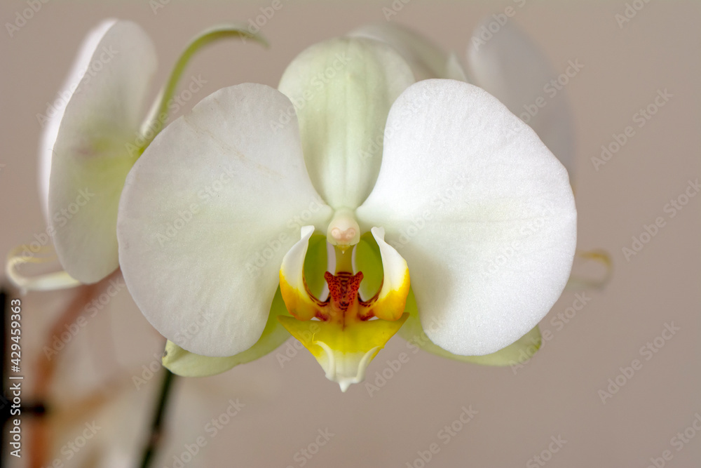 Close up beautiful Macro shot of flower
Close up beautiful Macro shot of flower