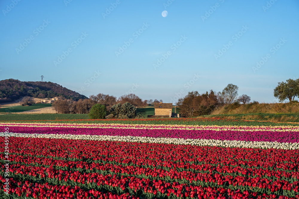 Champ de tulipes en Provence, France au printemps. Lune. Tulipes blanches, roses, violettes, rouges.