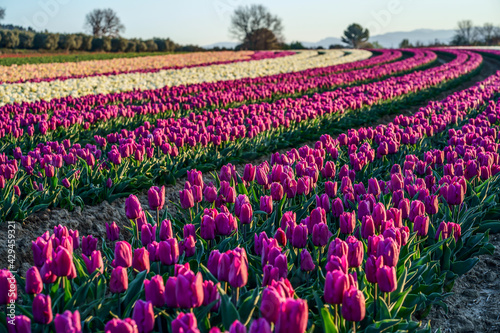 Obraz na płótnie Champ de tulipes en Provence, France. Tulipes jaunes roses au premier plan. Lever de soleil. w salonie