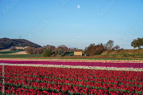 Obraz na płótnie Champ de tulipes en Provence, France au printemps. Lune. Tulipes blanches, roses, violettes, rouges. w salonie