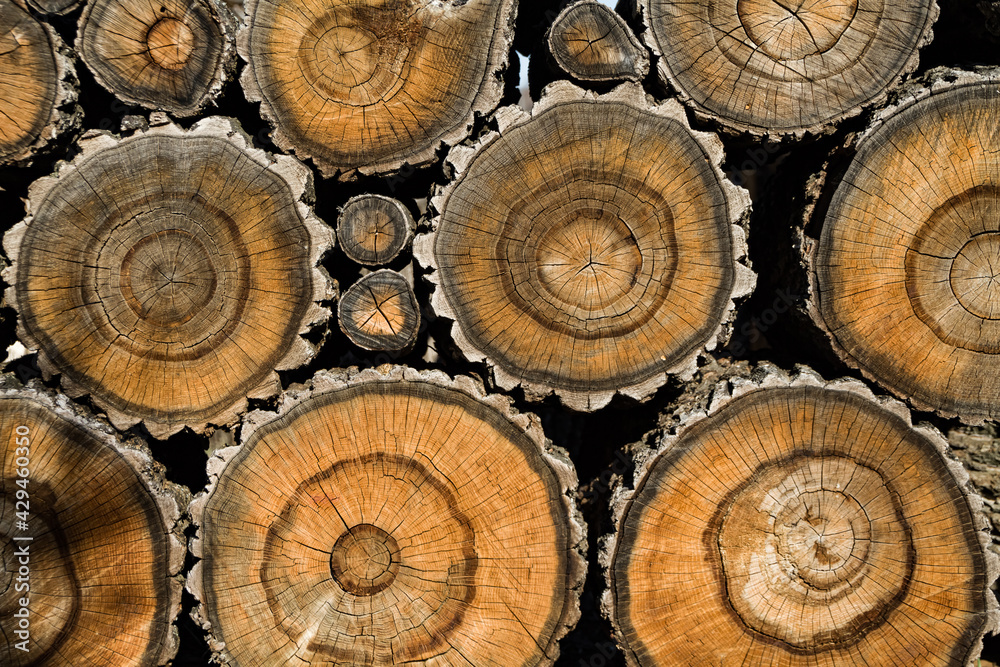 texture of sawed wood for backgrounds texture of sawed wood for backgrounds