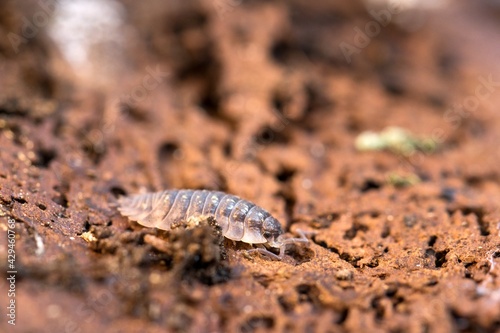 Small crustacean common woodlouse  Oniscus Asellus  on a rotten stump. Macro.