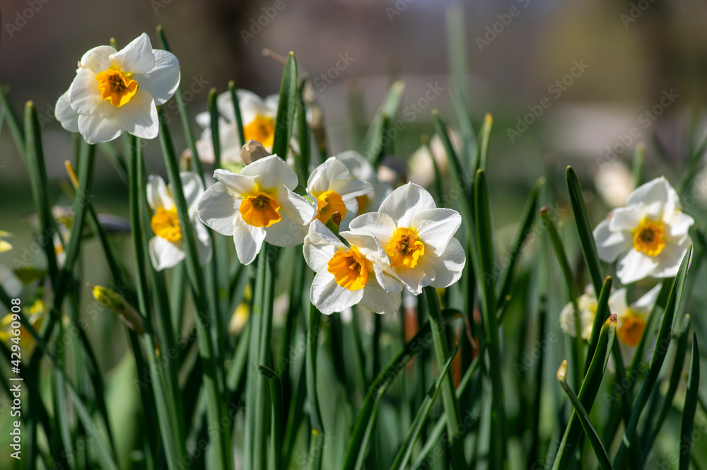 Narcissus tazetta paperwhite bunch flowered daffodil in bloom, early spring flowering white yellow plant Narcissus tazetta paperwhite bunch flowered daffodil in bloom, early spring flowering white yellow plant