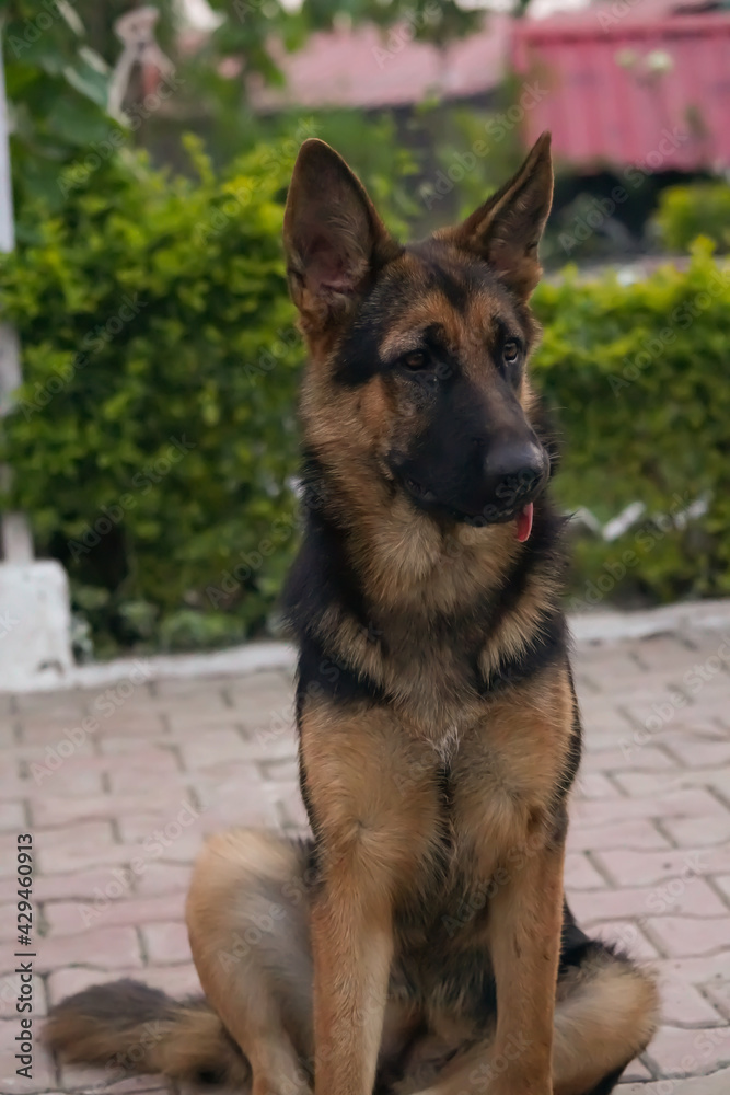 young female german shepherd is sitting in farm house