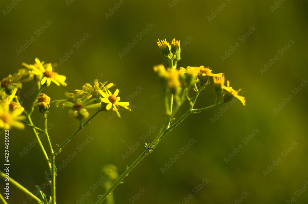 Wild plants and flowers close-up, early spring on a warm sunny day, bright beautiful background Wild plants and flowers close-up, early spring on a warm sunny day, bright beautiful background