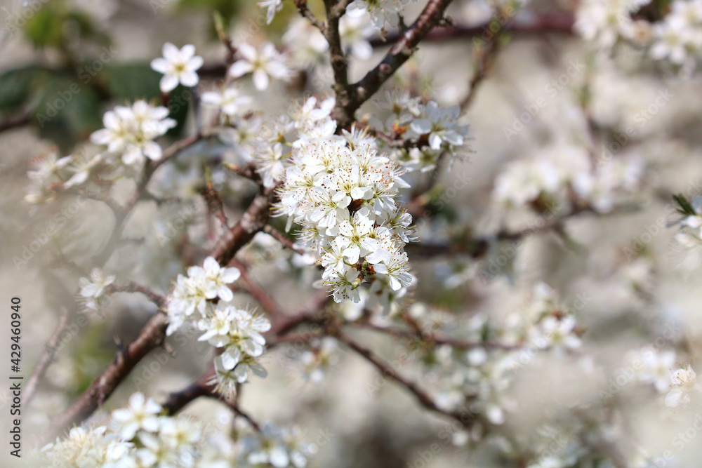 A Blackthorn or sloe tree in full bloom. Focus is on centre. Focus is surrounded by bokeh flowers in sunshine. Botanical name Prunus spinosa