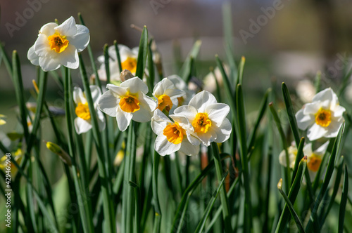 Narcissus tazetta paperwhite bunch flowered daffodil in bloom  early spring flowering white yellow plant
