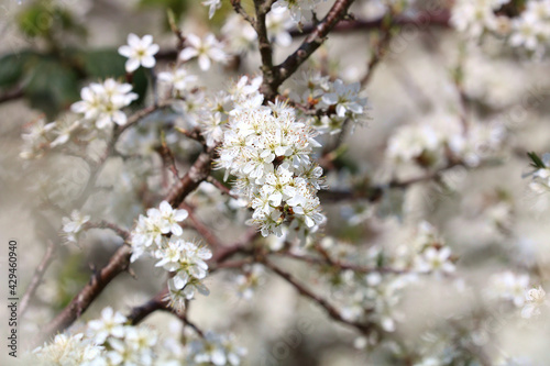 A Blackthorn or sloe tree in full bloom. Focus is on centre. Focus is surrounded by bokeh flowers in sunshine. Botanical name Prunus spinosa © Scorsby