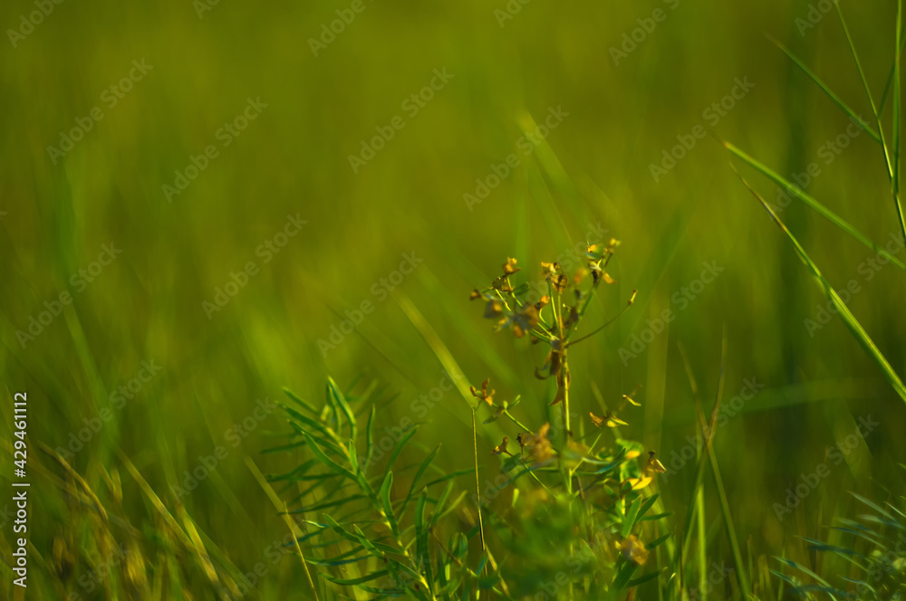 Wild plants and flowers close-up, early spring on a warm sunny day, bright beautiful background