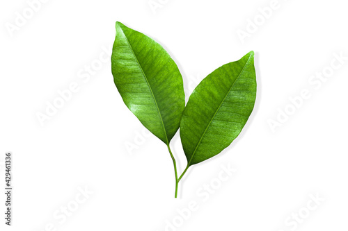 Fresh green leaves on twigs, isolated on white background