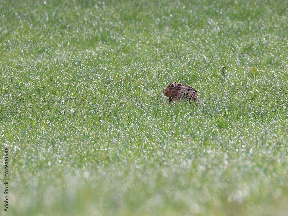 A hare hiding in the morning dew covered grass. Scientific name lepus europaeus. A hare hiding in the morning dew covered grass. Scientific name lepus europaeus.