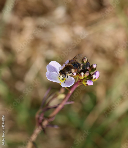 Front view of a hoverfly gathering nectar from flowers. Scientific name Eristalis nemorum photo