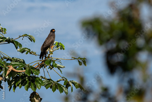 Snail-Kite perched on embauba branch, with blue sky in the background