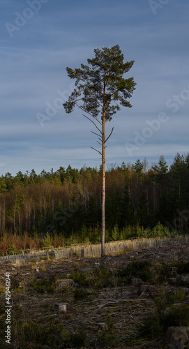 single pine tree standing in forest clearing