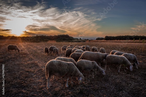 Sheeps grazing in the afternoon light. Eastern Europe, Serbia