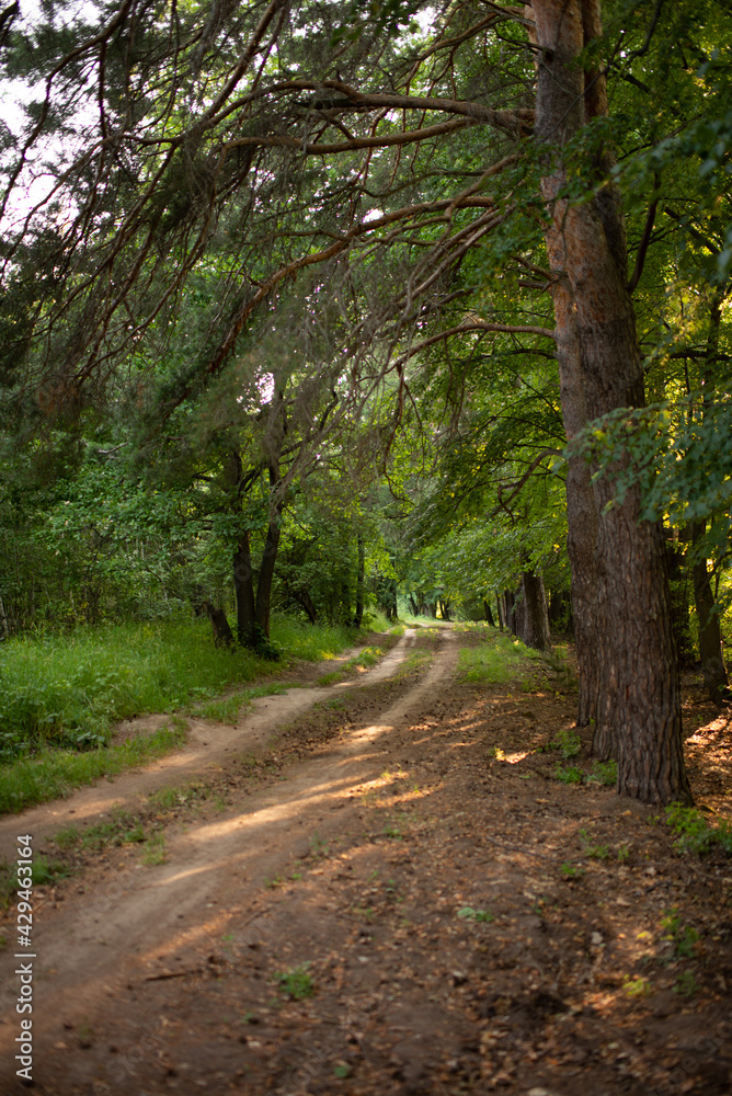 Obraz premium Linden alley outside the city in summer