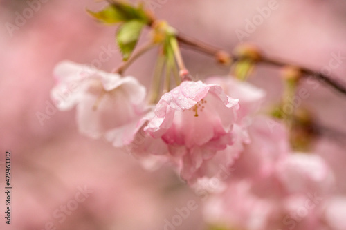 Beautiful sakura bloom in spring