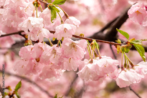 Beautiful sakura bloom in spring