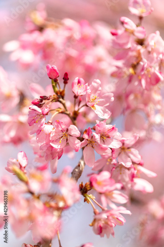 Beautiful sakura bloom in spring