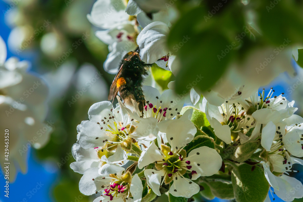 Insect bee or bumblebee crawls over a white flower in spring. Branch of a fruit tree in the sunshine. Apple tree with many white opened flowers, flower stalks, pistils Insect bee or bumblebee crawls over a white flower in spring. Branch of a fruit tree in the sunshine. Apple tree with many white opened flowers, flower stalks, pistils