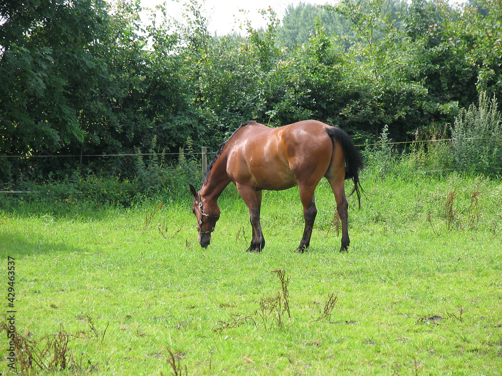 Auf der Weide ruht ein braunes Pferd. Schleswig-Holstein, Deutschland, Europa. --
A brown horse rests in the pasture. Schleswig-Holstein, Germany, Europe . Schleswig-Holstein, Germany, Europe Auf der Weide ruht ein braunes Pferd. Schleswig-Holstein, Deutschland, Europa. --
A brown horse rests in the pasture. Schleswig-Holstein, Germany, Europe . Schleswig-Holstein, Germany, Europe