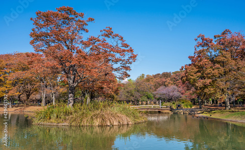 Sun set landscape of  Yoyogi Koen park  at Shibuya, Tokyo. photo