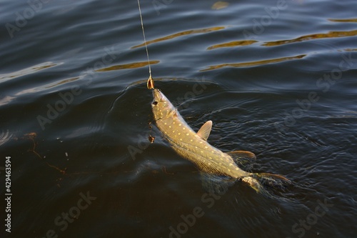 Summer fishing, pike fishing, spinning on the lake 