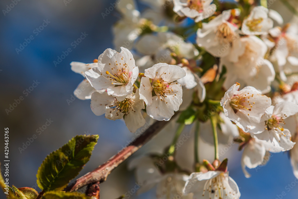 Branch of an apple tree in summer in sunshine. Details of the flowers from the fruit tree. Several flowers in spring. Focus on white petals with flower stems and reddish pistils. Branch of an apple tree in summer in sunshine. Details of the flowers from the fruit tree. Several flowers in spring. Focus on white petals with flower stems and reddish pistils.