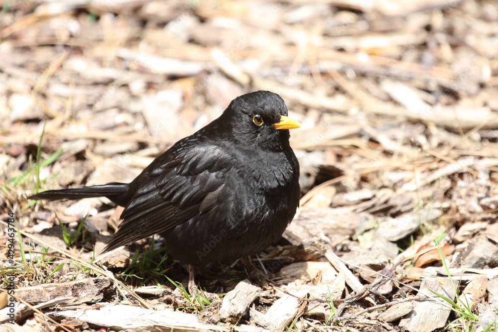 Amsel oder Schwarzdrossel / Blackbird / Turdus merula Amsel oder Schwarzdrossel / Blackbird / Turdus merula