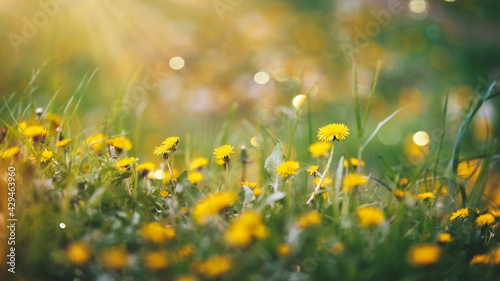 Spring Dandelions Flowers And Grass On Sunset In A Field. Selective focus, copy space © happyimages