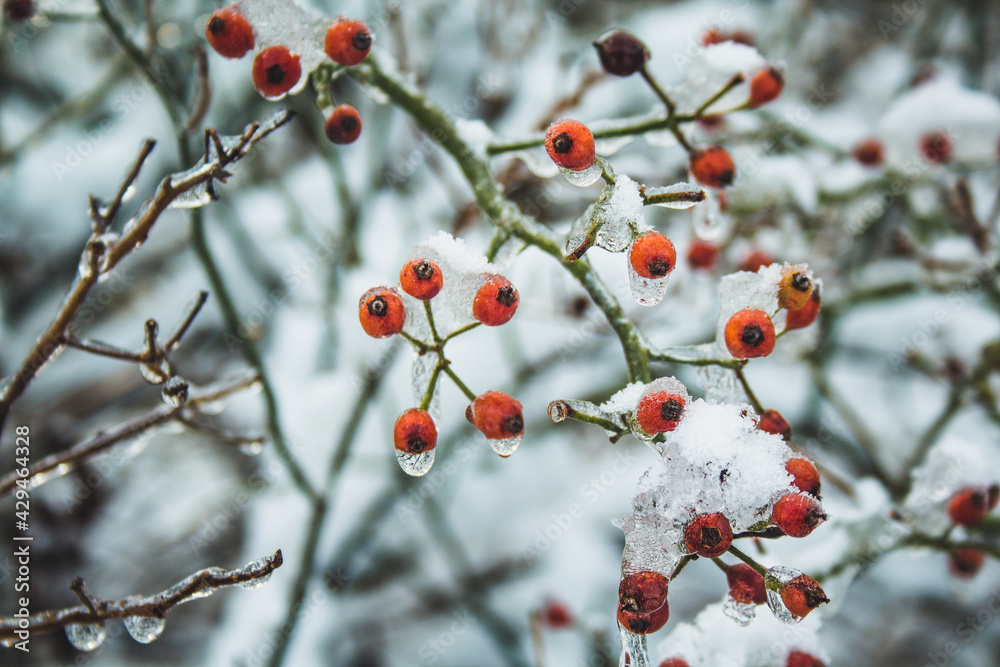 Frozen red berries and ice covered branches. Winter landscape in city park in Braunschweig, Lower Saxony, Germany. Frozen red berries and ice covered branches. Winter landscape in city park in Braunschweig, Lower Saxony, Germany.