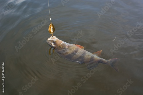 Summer fishing, perch fishing spinning reel on the lake 