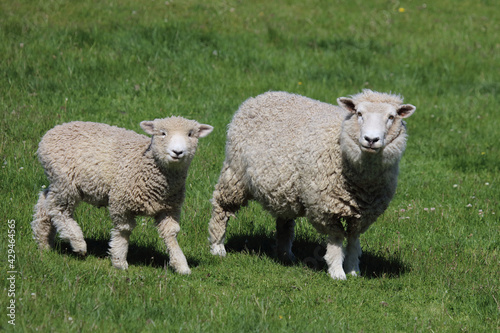 Romneyschaf   Romney sheep   Ovis.