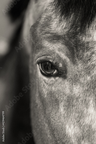 Eye Detail of Horse Black and White