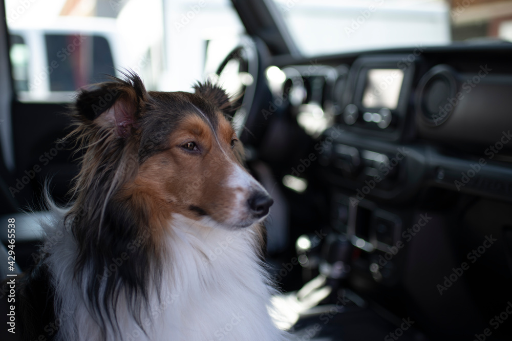 Sheltie rides in car front seat 