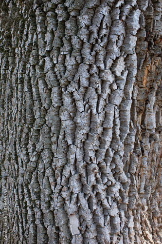 horizontal wooden log texture