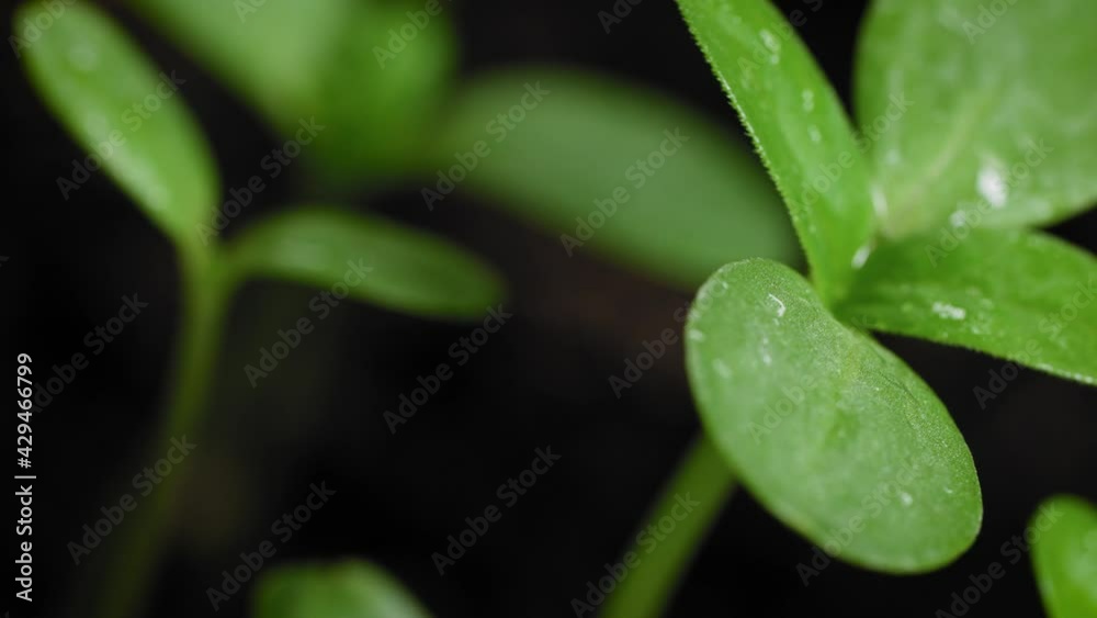 Wet leaves of seedlings. Fresh sprouts of new plants in the soil. Wet leaves of seedlings. Fresh sprouts of new plants in the soil.
