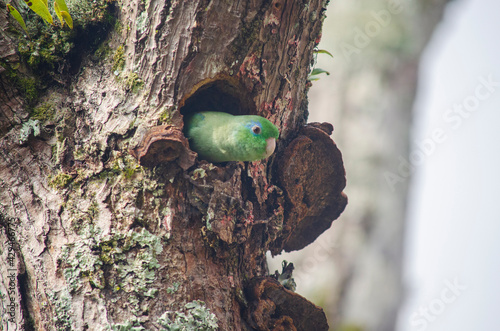 Perico dentro de nido de pájaro carpintero 