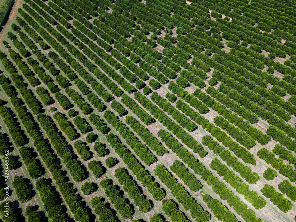 Plantação de laranja vista aerea Plantação de laranja vista aerea