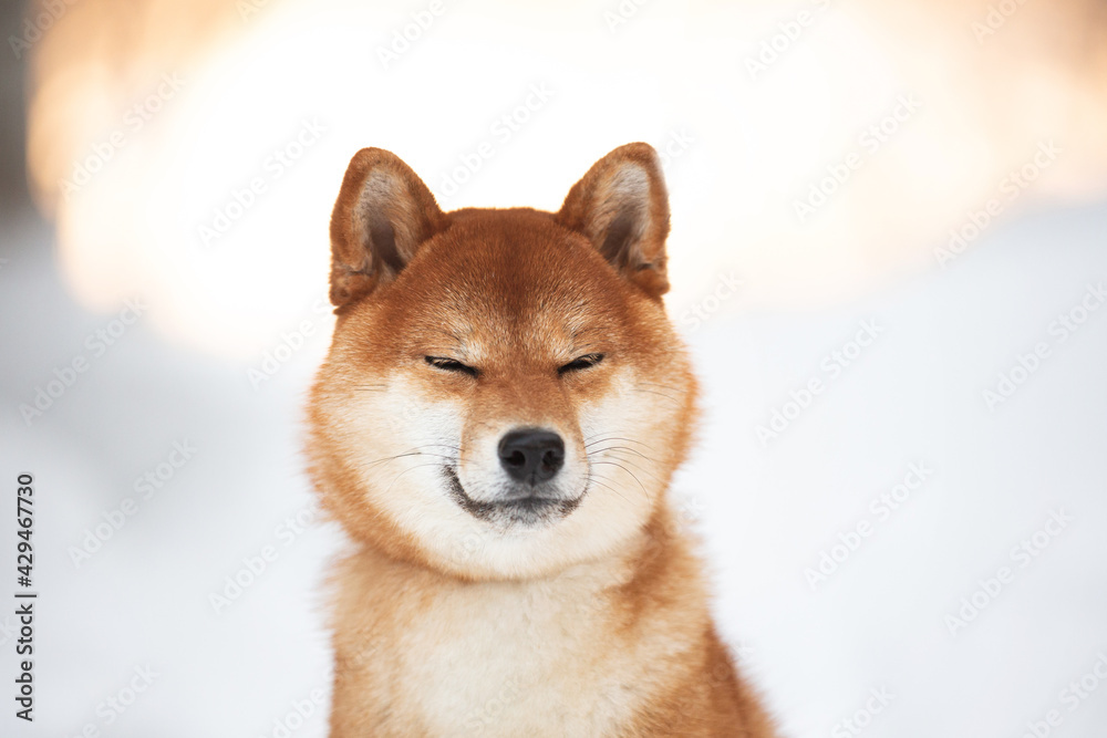 Close-up Portrait of Beautiful Shiba Inu Dog in the winter forest on snow background. Cute puppy